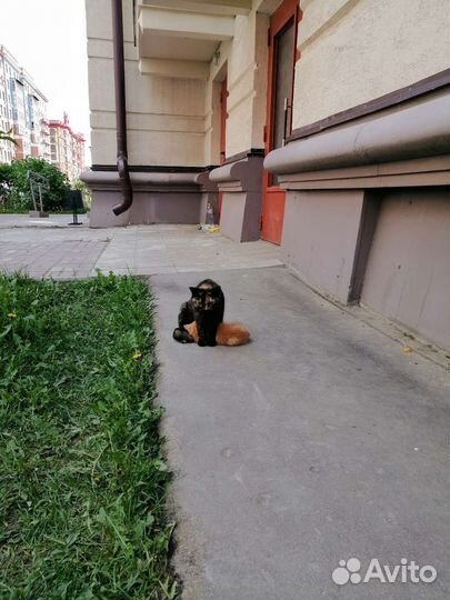 Кошка в дар бесплатно
