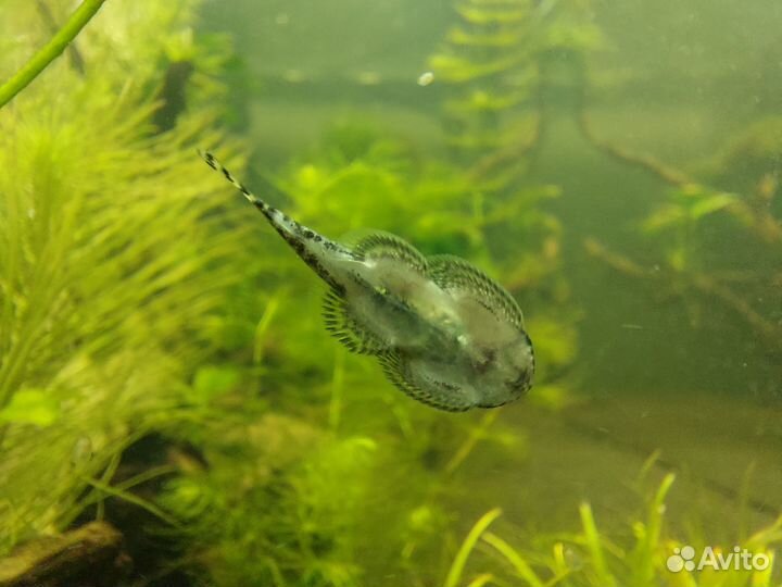 Севильи, Голубоглазки, Пигмеи, папоротники