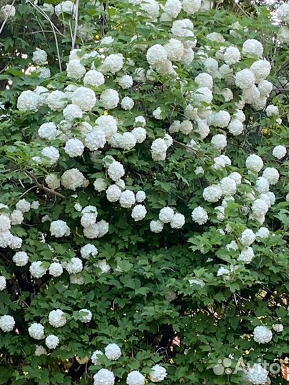 Саженец калины Бульданеж