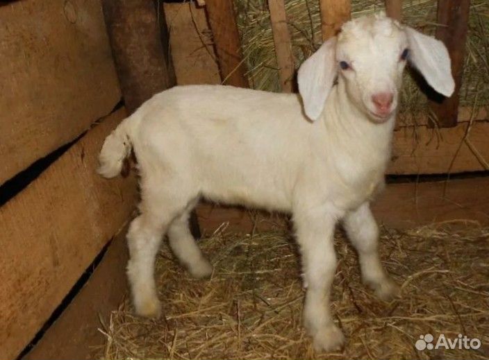 Нубийские козлики