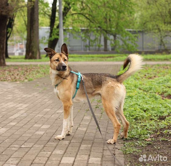 Метис овчарки в добрые руки
