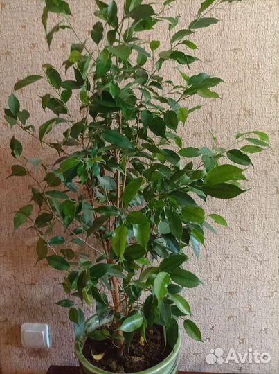 Комнатные цветы