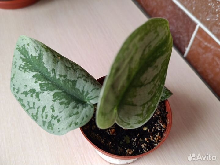 Сциндапсус пиктус треби