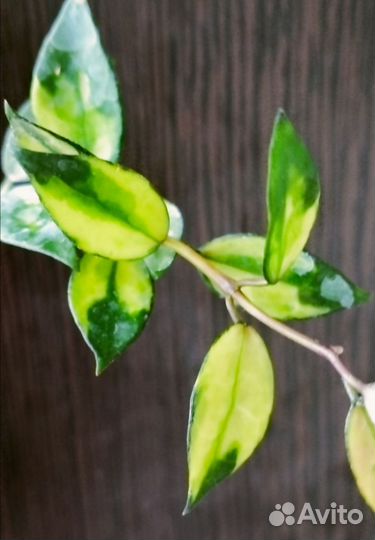 Хойя Верстеги и другие