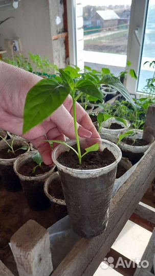 Рассада перцев