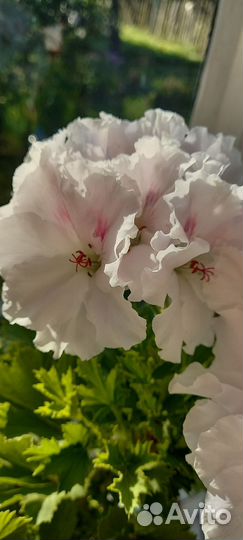 Пеларгония герань Мона Лиза черенок