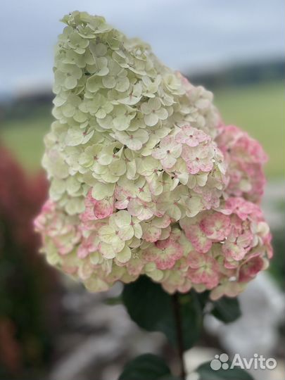 Спирея лапчатка пузыреплодник в р9