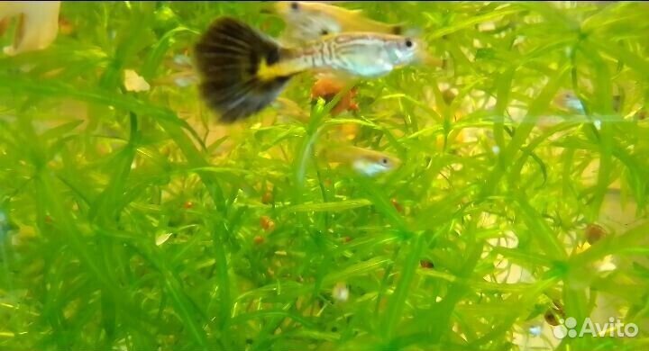 Рыбки, растения, креветки