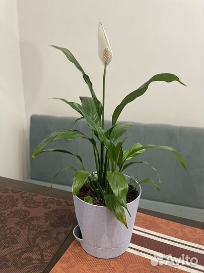 Спатифиллум