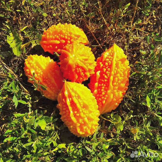 Момордика масло