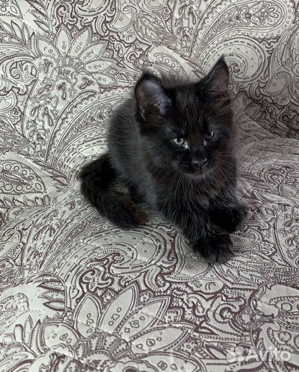 Котята мейн-кун