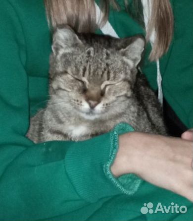 Молодая кошечка ищет дом