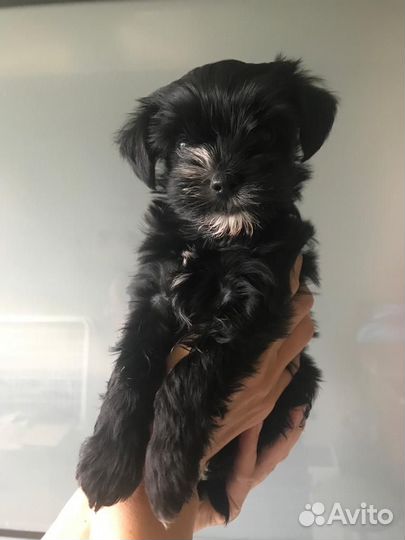 Черные йорки