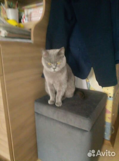 Британская кошка бесплатно