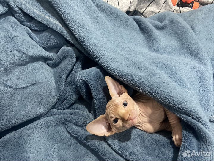 Канадский сфинкс котенок