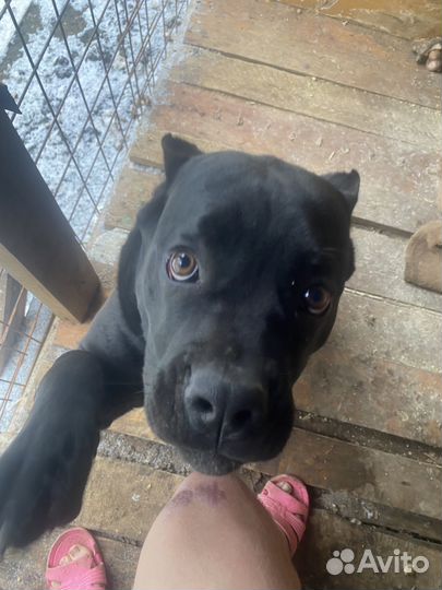 Щенки кане корсо