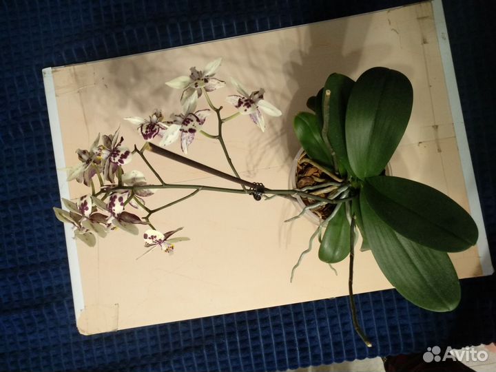 Орхидея фаленопсис