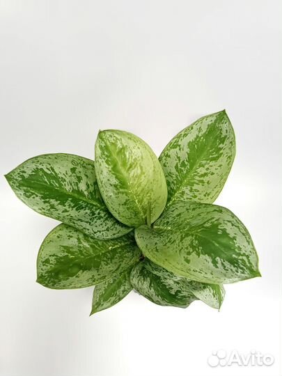 Аглонема Лемон минт Lemon Mint