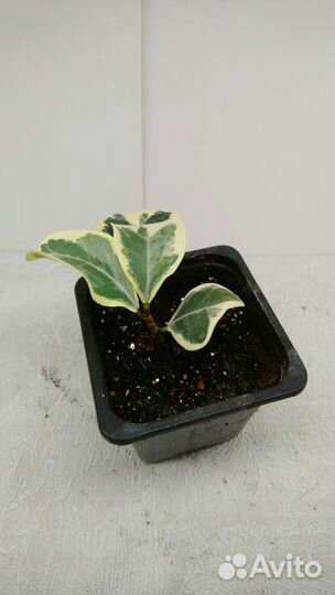 Декоративно лиственные домашние растения