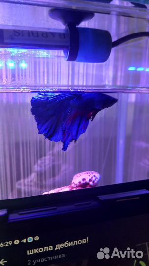 Аквариум с рыбкой петушок