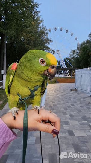 Американская шлейка для попугаев Авиатор