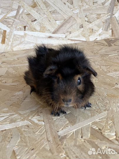 Малыш самец абиссинской розеточной морской свинки