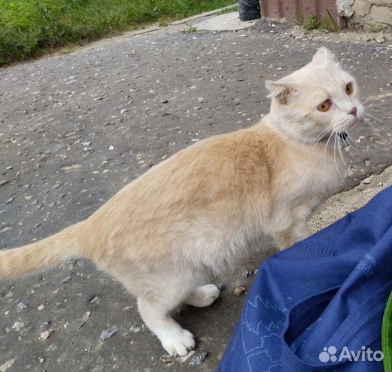 Кошка ищет дом