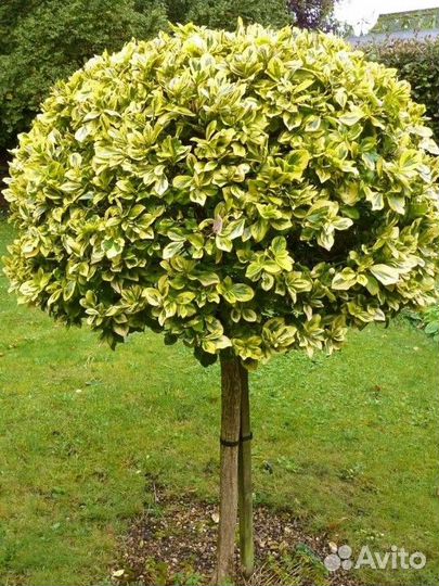 Бересклет кустовой, ползучий, на штамбе