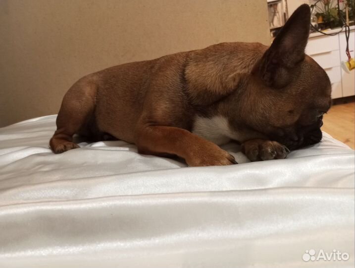 Французский бульдог