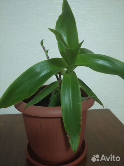 Цветок золотой ус