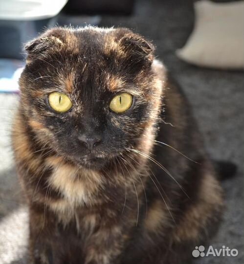 Кошки вислоухие