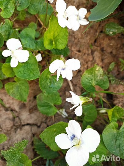 Фиалка,#Вербейник,# нарциссы,#маргаритки #примулы