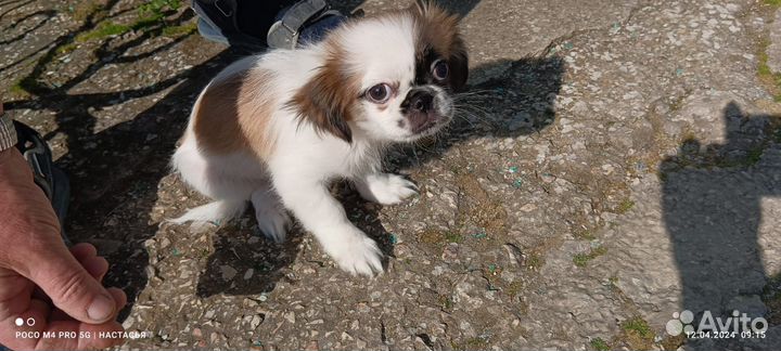 Щенки японский хин