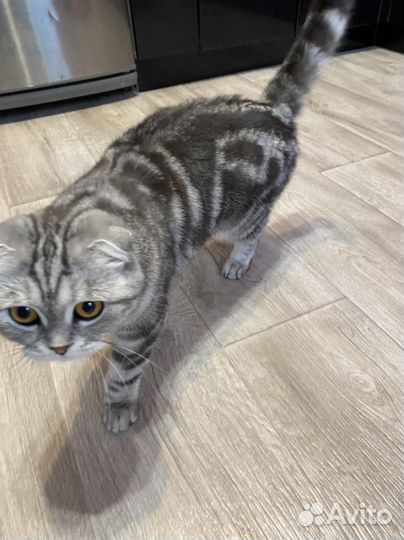 Шотландская кошка вязка