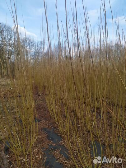 Плетеные деревья из ивы, русская пальма