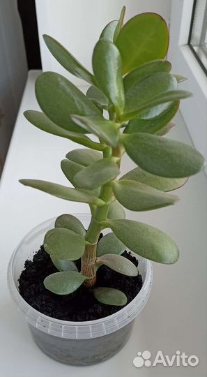 Толстянка (денежное дерево) и Алоэ