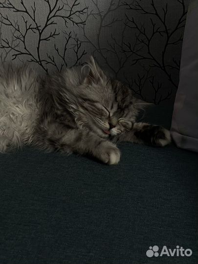 Кошка в дар бесплатно