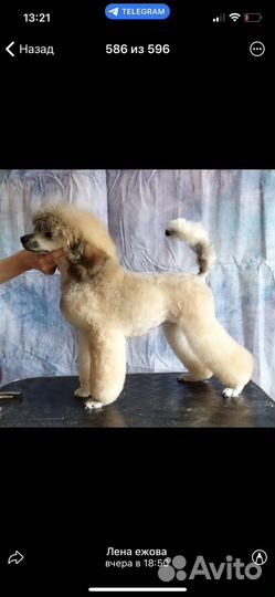 Щенки карликового пуделя нестандартного окраса