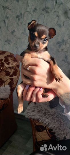 Мини той-терьер щенки