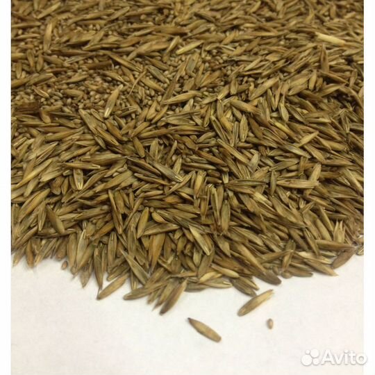 Семена - Ежа Сборная