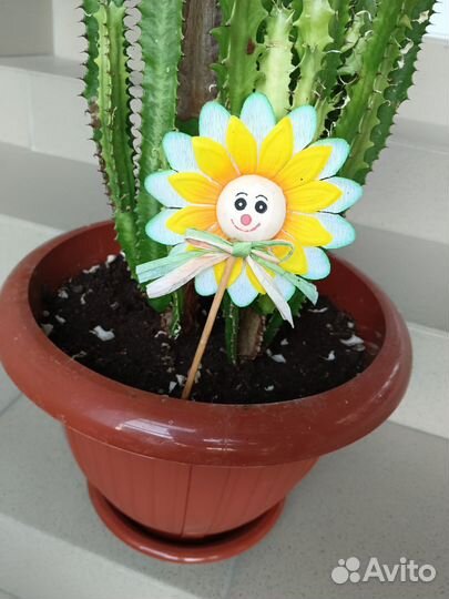 Кактус Молочай Комнатные растения