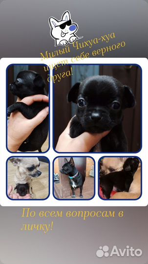 Продается щенок Чихуахуа