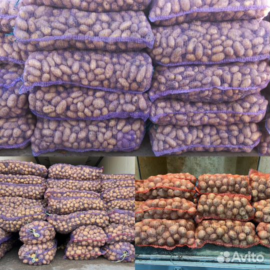 Продаю картошку Королева Анна