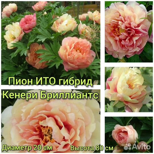 Пион