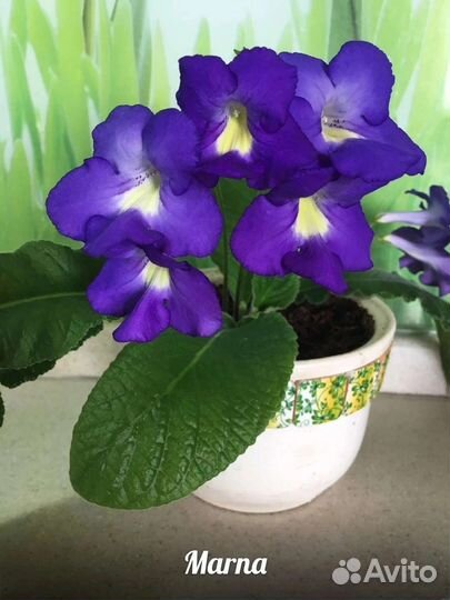 Стрептокарпус ч4