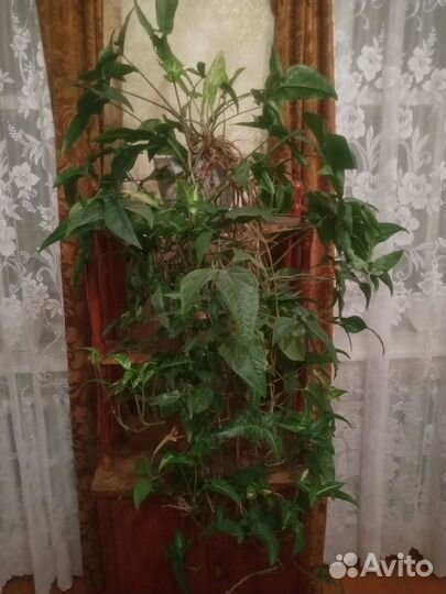 Комнатные растения и их укорененные отростки