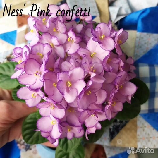 Фиалки мини