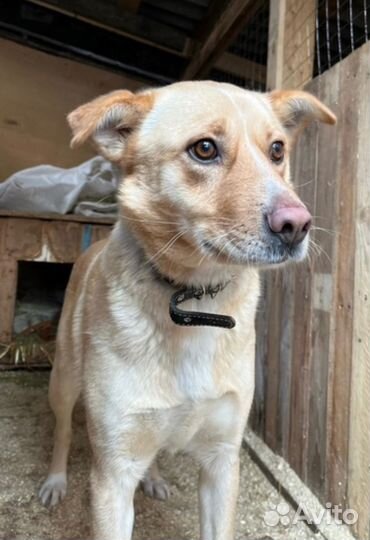 Чудная, душевная собака Рейси нуждается в хозяине