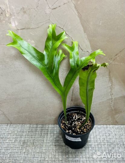 Микросорум punctatum grandiceps