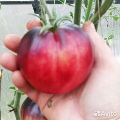 Семена томатов коллекционных